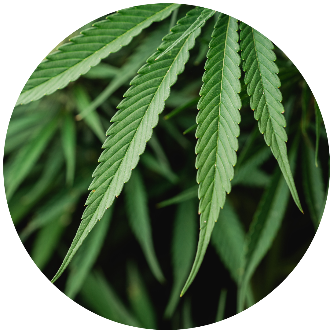 Kushae_Natural_Ingredients_The_Kushae_Promise_1_5a013e6b-aced-4cf5-8f99-353e19d6cb48.png