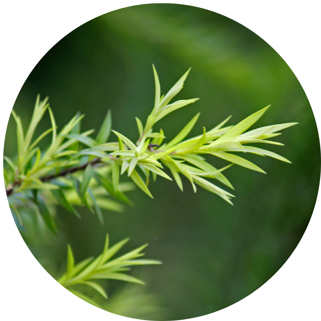 Kushae_Natural_Ingredients_The_Kushae_Promise_3_72c19b9a-fab7-4c85-b8f8-f0426add2a22.png